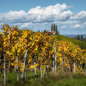 Weinlaub