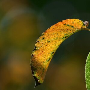 Herbstfarben