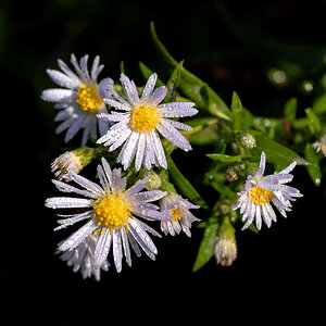 Herbstastern