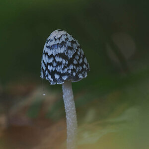 Spechttintling (Coprinopsis picacea)