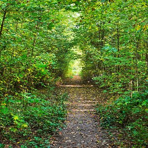 Waldweg