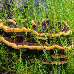 Pilz Landschaft