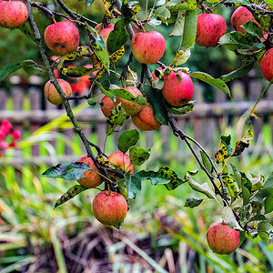 Herbst in Nachbars Garten