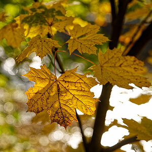 Herbstlicht