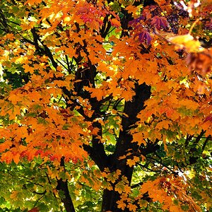 Herbst Baum