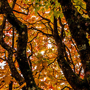 schon schön der Herbst !