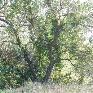 Herbst Baum