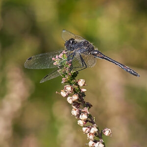 Schwarze Heidelibelle