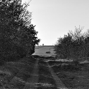 Der Weg zum Baum.