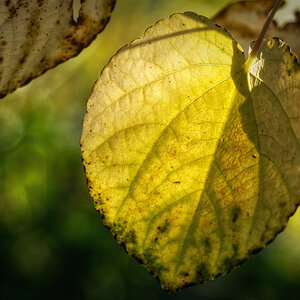 hellgelbes Herbstblatt