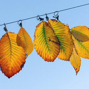 Der Herbst auf der Leine