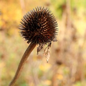 Der Herbst kann auch braun