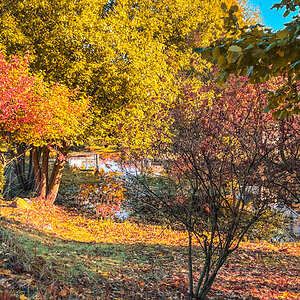 Herbst am Teich