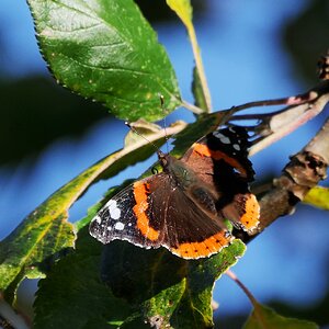 Der letzte Schatten