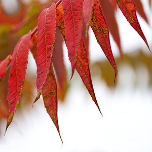 Meister Herbst bekennt Farbe