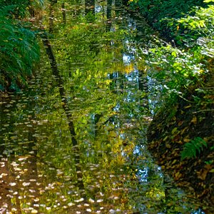 Herbst im Bach