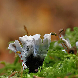 Geweihförmige Holzkeule (Candlestick Fungus, Xylaria hypoxylon)