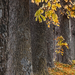 Allee im Herbstkleid