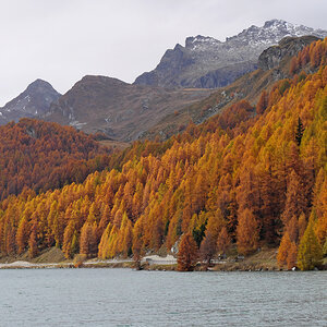 Lärchengold am Silsersee.