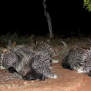 Porcupines