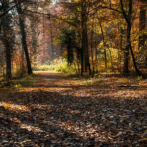 Herbstwald