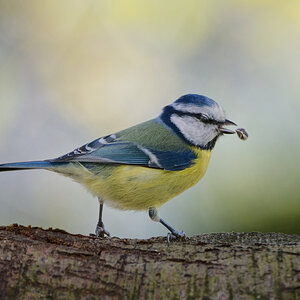 Beak Juggler