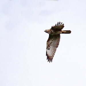 Bussard