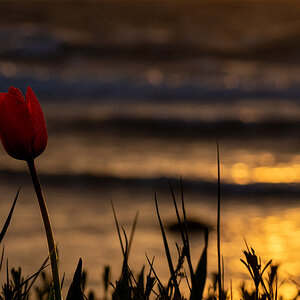 Tulpe auf Bornholm