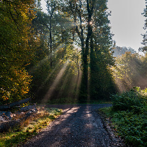 Auf dem Holzweg