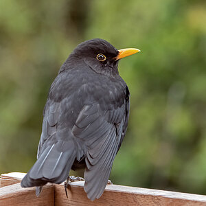 Die chillende Amsel