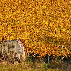 Herbst - PUR