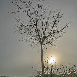 Sonne vs Nebel