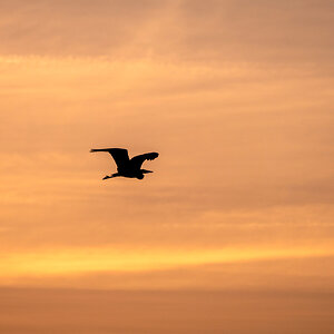 Graureiher im Flug