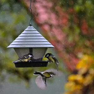 Frühstück im Regen