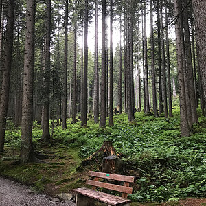 Waldweg mit Bank