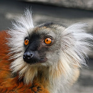 Black Lemur Female d-pixx 1.jpg