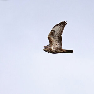 Bussard