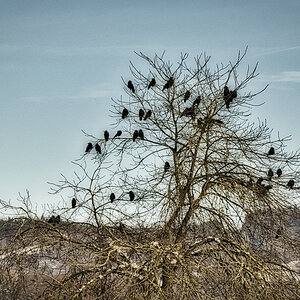 Krähen am Ausblick