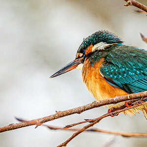 Eisvogel Peter