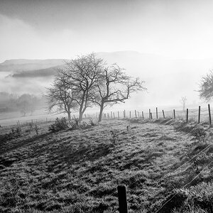 Frühnebel