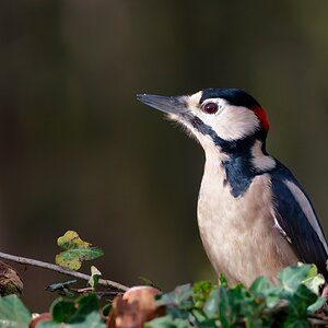 Mister Woodpecker