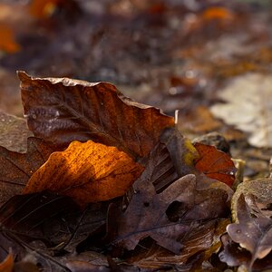 Leuchtender Herbst