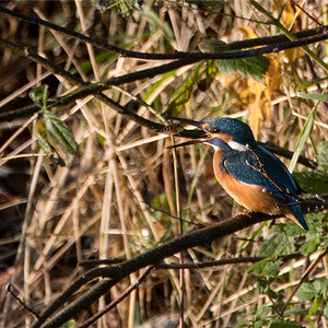 Eisvogel mit Fisch