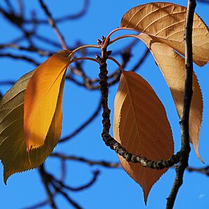 Herbstlaub, Nachlese I