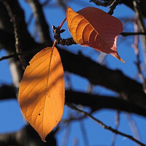 Herbstlaub, Nachlese II