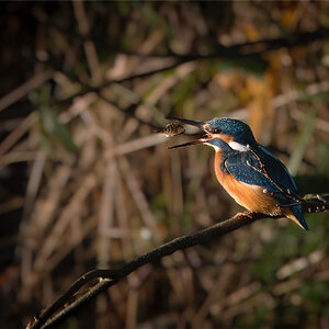 Eisvogel mit Fisch (2)