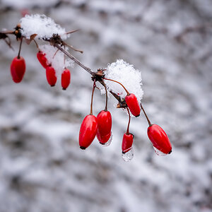 Schnee in Bad Steben