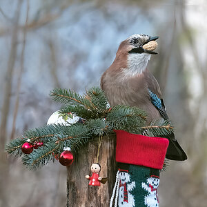 Nikolaus war da.