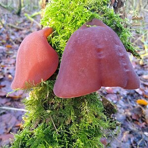 Judasohren (Auricularia auricula-judae)