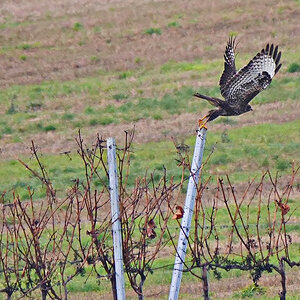 Bussard im Wengert